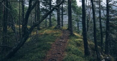 adventure forest nature 4029 824x550 1