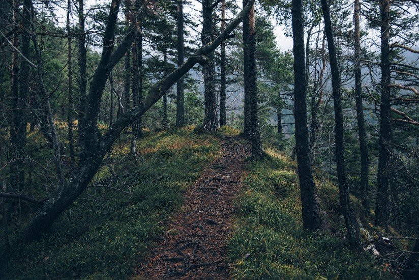 Quisque nec 1 adventure forest nature 4029 824x550 1
