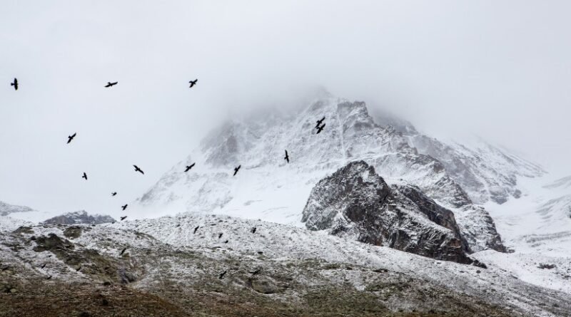 birds cold fog 4037 825x550 1 1