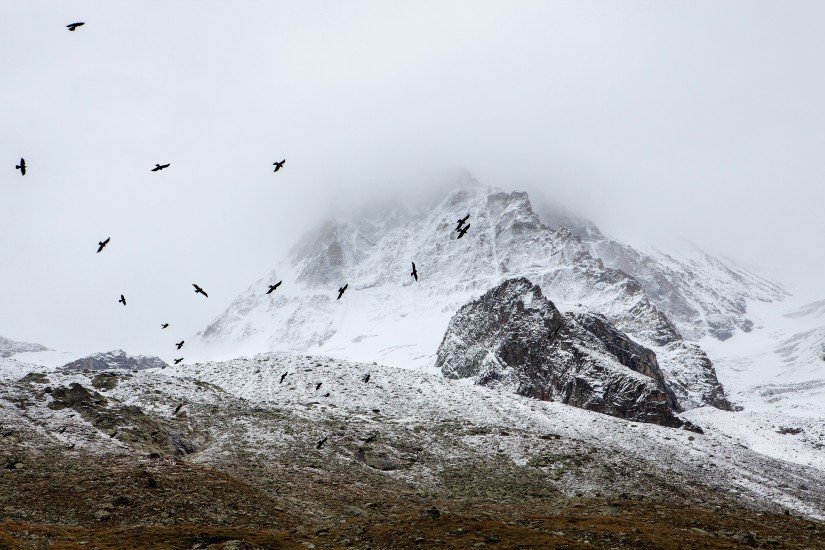 birds cold fog 4037 825x550 1 1