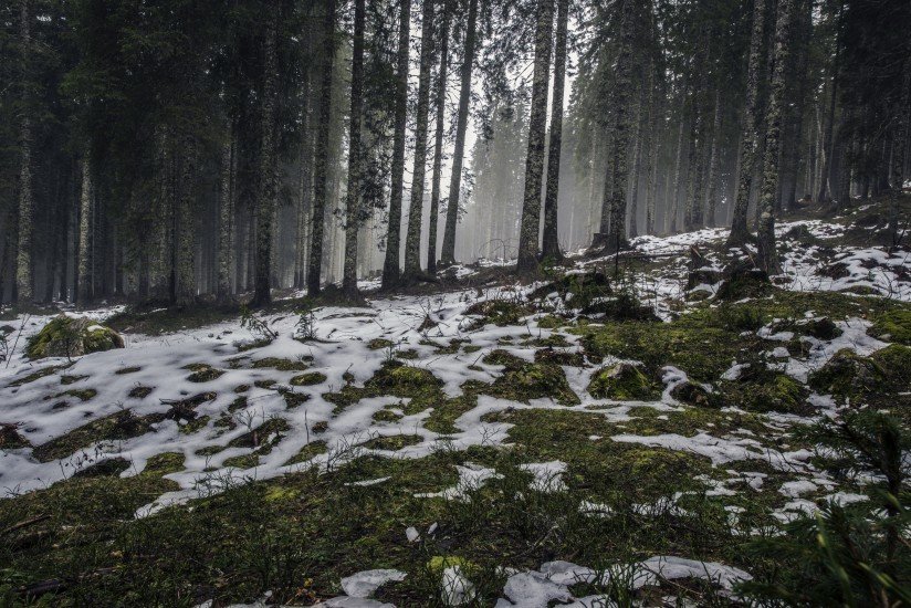 forest nature snow 4058 824x550 1 1